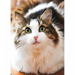 DIY Cat 5D Teemantmaal T&auml;isruudu puur Loom Kass Teemanttikandid Ristpistes Komplektid Mosaiik Seinakunst Kingitus Kodukaunistus Full Round 20x30CM