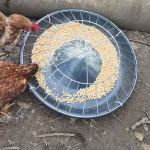 Chicken Feeder feed Bucket Feeding Trough Portable Bowl Farm Dispensing Tray Goose for 30 Holes