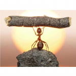 Teemantmaalikunst Kingitikandikomplektid Heledad kivid Tugevad Sipelgas Teemanttikandid Seinakunstid 20X30CM