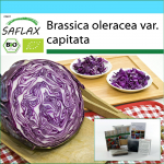SAFLAX &ndash; kinkekomplekt &ndash; Orgaaniline &ndash; Punane kapsas &ndash; Punane trummipea &ndash; 250 seemet &ndash; Koos kinkekarbi, kaardi, etiketi ja potisubstraadiga &ndash; Brassica oleracea