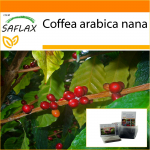 SAFLAX - Aed kotis - K&auml;&auml;buskohv - 8 seemet - Substraadiga sobivas p&uuml;stijas kotis - Coffea arabica nana