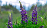 250 Russel Dwarf Lupin Seeds - lilled - paljundatavad talupojaseemned - SemiWild