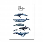 P&otilde;hjamaade loomade l&otilde;uend plakat Lasteaia seinakunst Sinine vaalhai tr&uuml;kimaal Merenduslik kaasaegne pilt elutoa sisekujunduseks A4 21x30cm No Frame