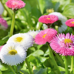 Pool-topelt karikakra, vastupidav segu, ilusad lilleseemned aeda, 0,1g