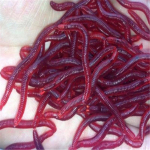 Plastikust 50 tk/partii 4 cm L&otilde;hnaga punane ussipeibutis Pehme s&ouml;&ouml;t Worms kalastustarbed Grub kalam&auml;nguasjad