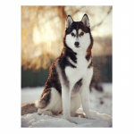 Teemantmaal seinakunsti numbrite j&auml;rgi Husky Dog DIY seinapildid elutoa kaunistamiseks 20X30CM