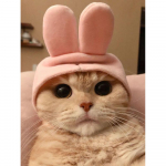 Teemant 5D DIY Teemantmaal  Kass  Mosaiikristpistes Kunstmuster Teemanttikandid K&auml;sit&ouml;&ouml; Kodukaunistus Full Round 20X30CM