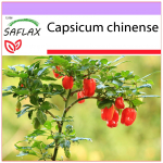 SAFLAX - Chili - Habanero Antills Red - 10 seemet - Capsicum chinense