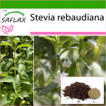 SAFLAX &ndash; Paraguay magus leht &ndash; 100 seemet &ndash; Potisubstraadiga paremaks kasvatamiseks &ndash; Stevia rebaudiana