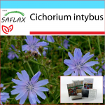 SAFLAX &ndash; kinkekomplekt &ndash; sigur &ndash; 250 seemet &ndash; kinkekarbi, kaardi, etiketi ja potisubstraadiga &ndash; Cichorium intybus