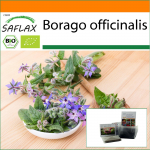 SAFLAX - Aed kotis - Orgaaniline - Kurgirohi - 40 seemet - Substraadiga sobivas p&uuml;stijas kotis - Borago officinalis