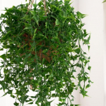 Kerge surematu taim, vastupidav ainulaadne lilleseade v&otilde;ltslill