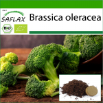 SAFLAX - Orgaaniline - Brokkoli - Calabrese - 100 seemet - Potisubstraadiga paremaks kasvatamiseks - Brassica oleracea