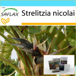 SAFLAX - Kingikomplekt - Valge paradiisilind - 5 seemet - Koos kinkekarbi, kaardi, etiketi ja potisubstraadiga - Strelitzia nicolai