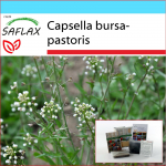 SAFLAX - Kingikomplekt - Sheperdi rahakott - 1000 seemet - Koos kinkekarbi, kaardi, etiketi ja potisubstraadiga - Capsella bursa-pastoris