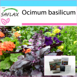 SAFLAX &ndash; kinkekomplekt &ndash; Punane basiilik &ndash; 200 seemet &ndash; Koos kinkekarbi, kaardi, etiketi ja potisubstraadiga &ndash; Ocimum basilicum