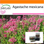 SAFLAX - Aed kotis - Mehhiko hiidiisop - 50 seemet - Substraadiga sobivas p&uuml;stijas kotis - Agastache mexicana