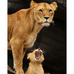 5D teemantmaal Lion seinakleebis Mosaiik Teemanttikandid Ristpistes 20X30CM