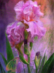Diamond Painting Flowers Teemanttikandite komplekt N&auml;put&ouml;&ouml; Teemantmaali komplektid Full Drill 15*20cm