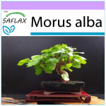 SAFLAX - Bonsai - Valge mooruspuu - 200 seemet - Morus alba