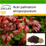 SAFLAX - Punane Jaapani vaher - 20 seemet - Potisubstraadiga paremaks kasvatamiseks - Acer palmatum