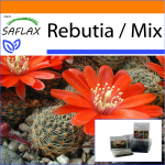 SAFLAX - Aed kotis - Rebutia - 40 seemet - Substraadiga sobivas p&uuml;stijas kotis - Rebutia Mix