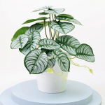 Kauplustele Bonsai Pulmapidudele Plastik 1tk Ilus D