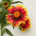 100 Gaillardia seemet
