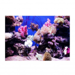 3D Effect Adhesive Coral Seaworld Poster for Aquarium Fish Tank Decoration 61 x 41cm