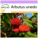 SAFLAX - Maasikapuu - 50 seemet - Arbutus unedo