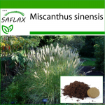 SAFLAX - Hiina h&otilde;behein - 200 seemet - Potisubstraadiga paremaks kasvatamiseks - Miscanthus sinensis