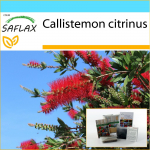 SAFLAX - Kingikomplekt - Punane pudelihari - 400 seemet - Koos kinkekarbi, kaardi, etiketi ja potisubstraadiga - Callistemon citrinus