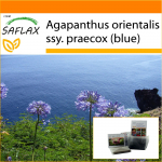 SAFLAX - Aed kotis - Aafrika liilia - 50 seemet - Substraadiga sobivas p&uuml;stises kotis - Agapanthus orientalis