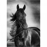 DIY 3D teemantmaaling Loomade hobuste tikandid Ristk&auml;sit&ouml;&ouml; Kodukaunistus Full Round 20x25CM