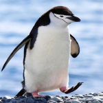 5D DIY Teemantmaaling Loom Pingviin T&auml;ispuur Teemanttikandid Mosaiik Ristpistes Kunstpilt Armas kodukaunistus k&auml;sit&ouml;&ouml; Full Round 20x30CM