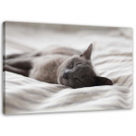 Feeby l&otilde;uenditr&uuml;kk, magav kass 60x40 hall v&auml;rv