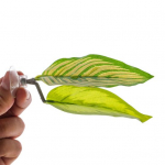 Akvaariumi veetaimed V&otilde;itlevad kalad puhkavate lehtedega K&otilde;rge Simulatsioon Lihtne hooldada Uimastav akvaariumi kaunistus Realistlikud v&auml;rvilised veetaimed 9