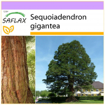 SAFLAX &ndash; California hiiglaslik punapuu &ndash; 50 seemet &ndash; Sequoiadendron gigantea
