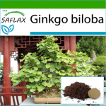 SAFLAX - Bonsai - Neitsikarva puu - 4 seemet - Potisubstraadiga paremaks kasvatamiseks - Ginkgo biloba