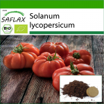 SAFLAX - Orgaaniline - Tomat - Rouge de Marmande - 10 seemet - Potisubstraadiga paremaks kasvatamiseks - Solanum lycopersicum