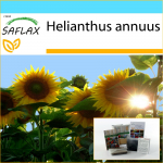 SAFLAX - Kingikomplekt - P&auml;evalill Titan - 20 seemet - Koos kinkekarbi, kaardi, etiketi ja potisubstraadiga - Helianthus annuus