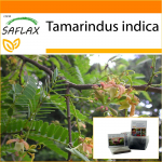 SAFLAX - Aed kotis - Tamarind - 4 seemet - Substraadiga sobivas p&uuml;stijas kotis - Tamarindus indica