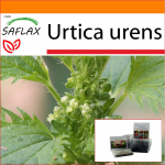 SAFLAX - Aed kotis - Koeran&otilde;ges - 150 seemet - Substraadiga sobivas p&uuml;stises kotis - Urtica urens