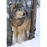 5D DIY Teemantmaali Hundi ristpiste komplekt T&auml;ispuurimise &uuml;mmargune tikandid Loomad Mosaiik Kunst Pilt kivikividest Kaunistus Kingitus Full Round 20x30CM