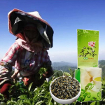 Taiwani piim Oolong Tea Organic Jin Xuan Milk Oolong Taiwani Oolong Tea