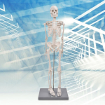 85cm Inimese Skeleti Mudel Stendiga Bioloogilise Eksperimendi Vahend Anatoomiliseks &Otilde;ppet&ouml;&ouml;ks