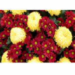 Teemanttikandid Mosaiikmuster Pilt Kodukaunistused Kingitus T&auml;isruudukujuline teemantmaal Ristpiste 20X30CM