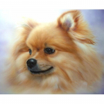 T&auml;ispuurimise teemantmaali ristpistega Pomeranian Pictures Teemanttikandiga kaunistuste kleebis 20X30CM