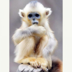 Ristpistekomplekt DIY Teemanttikandid V&auml;ike ahv Teemantmaaling Mosaiik Kodukaunistus 20X30CM