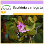 SAFLAX &ndash; kaameli jalapuu &ndash; 8 seemet &ndash; Bauhinia variegata